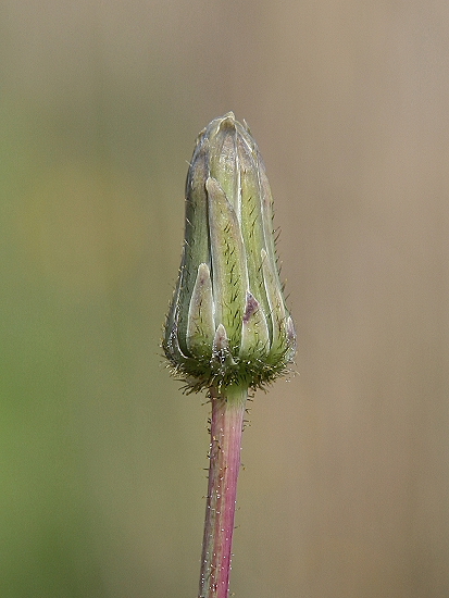 Sonchus bulbosus / Radicchiella bulbosa